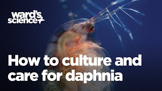 Caring and Culturing for Daphnia [upl. by Meurer655]