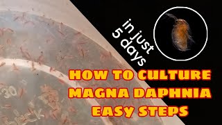 How to Culture Magna Daphnia Easily [upl. by Elumas923]