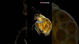 How to culture Daphnia for your Aquarium [upl. by Trela452]