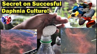 How to Culture Daphnia Successfully [upl. by Arty644]