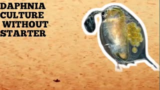 HOW TO CULTURE DAPHNIA NATURALLY WITHOUT A STARTER [upl. by Ainotal]