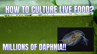 How to Culture Daphnia Secret Method to Breed MILLIONS  Simply Aquatic [upl. by Rann]