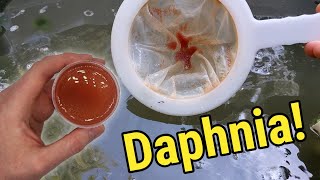 How I Culture Daphnia In Outdoor Tubs [upl. by Adnema]