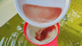 How to culture daphnia  Daphnia culture  How to grow daphnia outdoor [upl. by Nelag52]