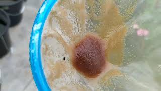 How to culture daphnia moina in a small container Part 1 English Subtitle [upl. by Jennette]