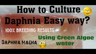 Daphnia MagnaHow to Culture Daphnia Easy wayCulturing Daphnia using Green water Daphnia [upl. by Juliano416]