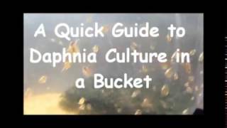 How to culture daphnia outside [upl. by Nickola760]