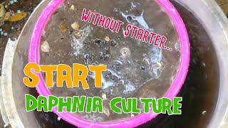 How to culture daphnia moina the easy way 1  Starting the Daphnia culture [upl. by Kcyred]