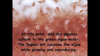 Daphnia  How to grow daphnia in your home [upl. by Aenaj885]