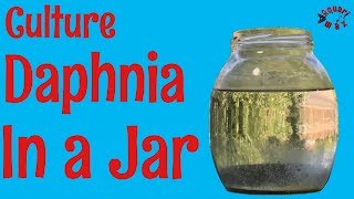 How to Culture Daphnia in a Jar [upl. by Greg]