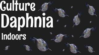 How to Culture Daphnia [upl. by Stesha572]