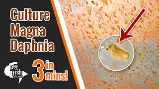 How to culture DAPHNIA MAGNA  The easy way [upl. by Rahman365]