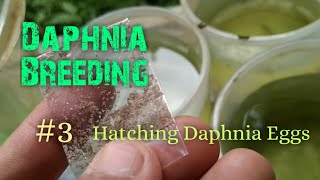 Daphnia Culture made simple and easy 3  Hatching Daphnia eggs [upl. by Adnuhsat]