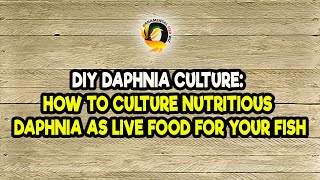 DIY Daphnia Culture How to Culture Nutritious Daphnia as Live Food for Your Fish [upl. by Nova]