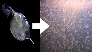 How I Culture Daphnia [upl. by Musser84]