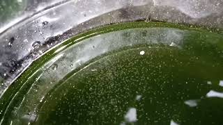 DAPHNIA MOINA CULTURE IN A SMALL BUCKET [upl. by Wolff]