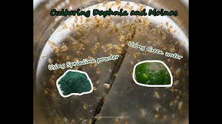 How To Culture Daphnia and Moinas using Green Water Spirulina powder [upl. by Telfer779]