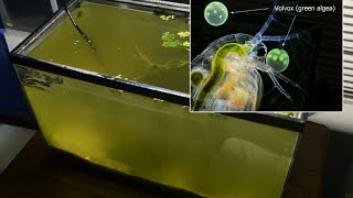 Raising Daphnia for the Freshwater Aquarium [upl. by Desai56]