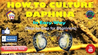 HOW TO CULTURE DAPHNIA In Easy Way [upl. by Hgielhsa]